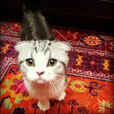 Comment s'appelle son chat ?