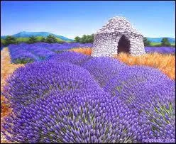 Cette plante violette trs odorifrante se rcolte en bottes en Provence. Quel est son nom ?