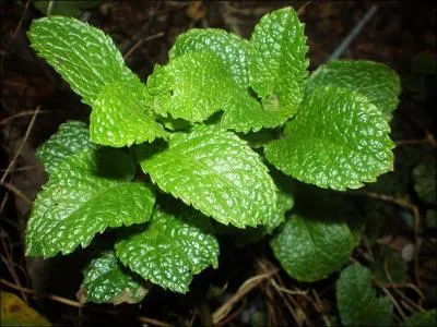 Comment s'appelle cette plante  l'odeur pice qui se dcline sous toutes les formes, mme en bonbons rafrachissants ?