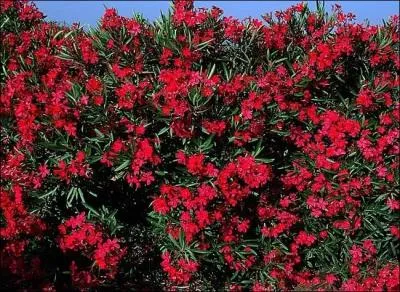 Cet arbuste mlange le nom d'une feuille aromatique pour la cuisine et d'une fleur de grande classe. Quel est son nom ?