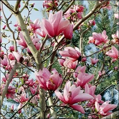 Quel est le nom de cet arbre ou arbuste qui a t acclimat en Europe mais n'en est pas originaire ?