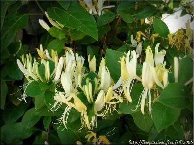 Comment s'appelle cette plante dont le nom commence par celui d'un animal ?