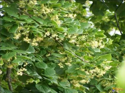 Cet arbre embaume et on utilise ses fleurs en infusion. Quel est son nom ?