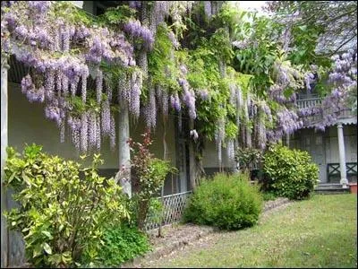 Quel est le nom de cette plante grimpante en grappes, d'une merveilleuse couleur mauve, qui a inspir une chanson  Jacques Brel ?