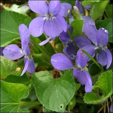 Cette petite fleur discrte est aussi un prnom. Quel est son nom ?