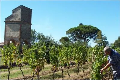 Quel cpage est utilis dans les vignobles de la rgion de Toulouse ?