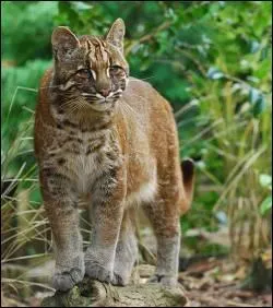 Quel est cet animal ?