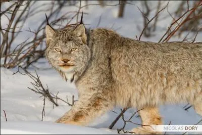 Quel est cet animal ?