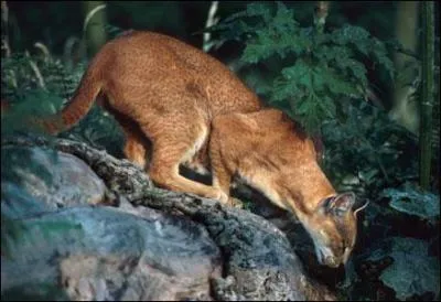 Quel est cet animal ?