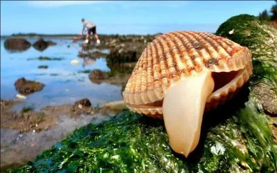 C'est comme pour cette photo, il est bien vident qu'il s'agit d'une coquille Saint-Jacques !