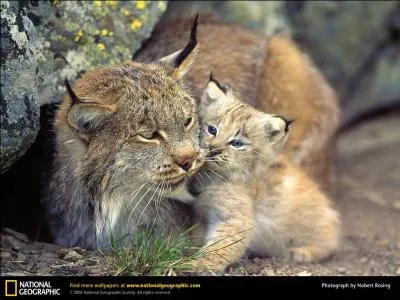 Cette mre et son petit sont des servals africains !
