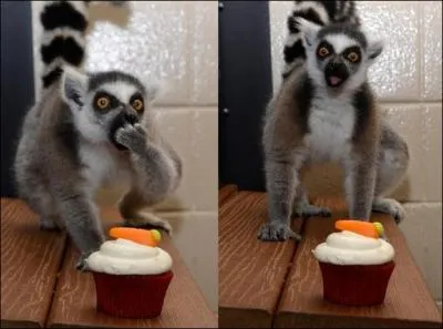 Pour voir cet animal en libert, allez  Madagascar !