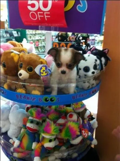 Sur cette photo, vous ne voyez que des peluches !