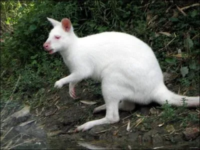 Quel est cet animal ?