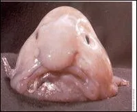 Quel est cet animal ?