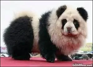 Quel est cet animal ?