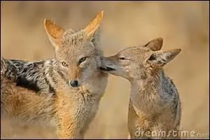 Quels sont ces animaux ?