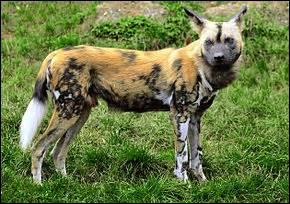 pourquoi la hyene n'est pas un canide