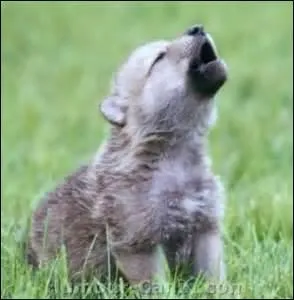 Ce petit n'est-il pas mignon ? Trouvez sa race !