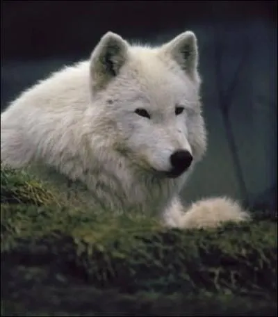 Regardez ce magnifique spcimen de canid... C'est un loup. Mais pourquoi est-il blanc ? A vous de le trouver !
