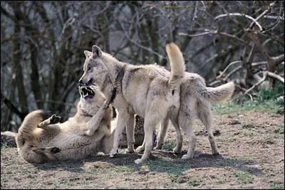 Il est dit que chez les loups, la hirarchie et stricte. Le couple dominant seul peut avoir des petits. Est-ce vrai ?