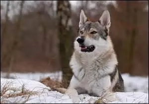 Houlala ! Un loup ! Cliquez sur l'image et vous serez bien d'accord avec moi !