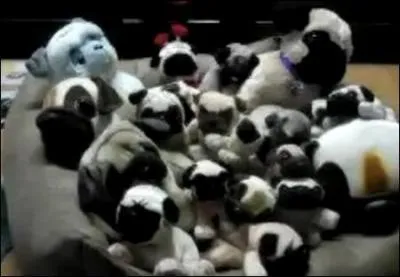 Dur dur... Trouver le vrai chien parmi ces peluches c'est comme chercher une aiguille dans une botte de foin ! Si vous le trouvez, devinez sa race !