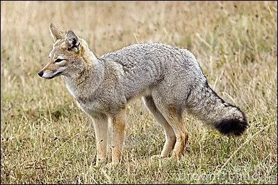 Il parat que le renard gris a une particularit. Laquelle ?
