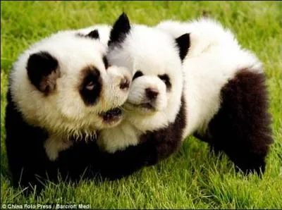 Trop mimi les bbs pandas ! Oups ! Je vous ai dit la rponse !