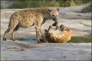 Toujours dans la famille des canidés. La maman s'occupe de son petit, c'est trop mignon ! Trouvez la race !
