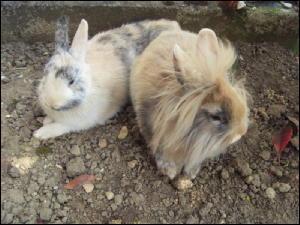 Cohabitation : Peut-on mettre un lapin nain et un cochon d'Inde dans la mme cage ?