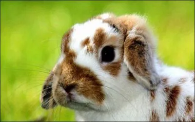 Hygine : Peut-on laver un lapin nain ?