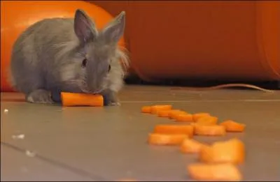 Nourriture : Le lapin nain et le cochon d'Inde peuvent-il manger des carottes, des pluchures, et d'autres aliments remplis d'eau ?