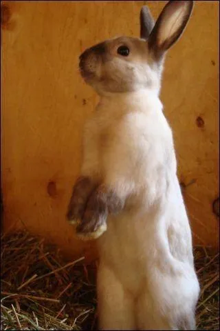 Comportement : Votre lapin nain lve ses pattes de devant et s'appuie sur celles de derrire, il  fait le beau . Que cela signifie-t-il ?