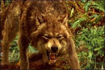 [Twilight 2] De quoi est mort Harry Clearwater ?