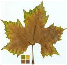 Combien devrons-nous tre pour faire un bon dessert ?