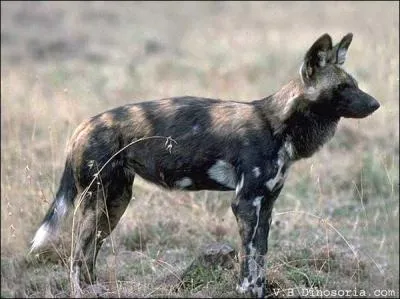 Waouh ! Quel beau spcimen de loup tachet !