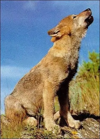 L'animal sur la photo est :