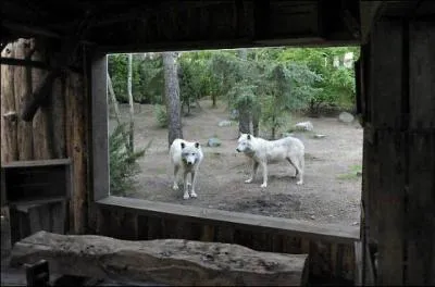 Les loups sont-ils dangereux pour l'homme ?