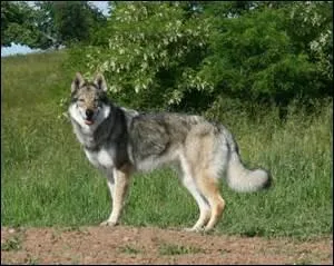 Dites-moi... Quel animal est reprsent sur la photo ? Je vais vous avoir !