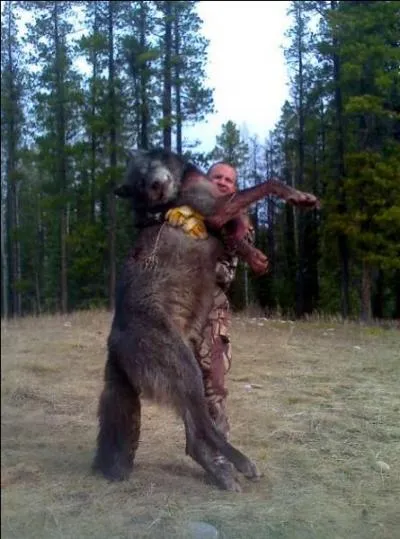 Et oui c'est mchant de tuer les animaux... Mais pouvez vous me dire s'il est bien possible que ce loup soit le plus gros qui existe ?