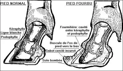 Quels sont les soins  prodiguer  un cheval atteint de fourbure, en sachant que c'est une urgence mdicale et que le vtrinaire doit venir ?