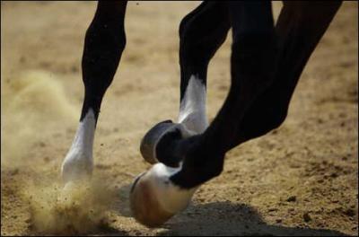 Qu'est-ce que les coliques chez les chevaux/poneys ?