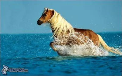 Que faut-il faire quand le cheval prsente un coup de sang ?