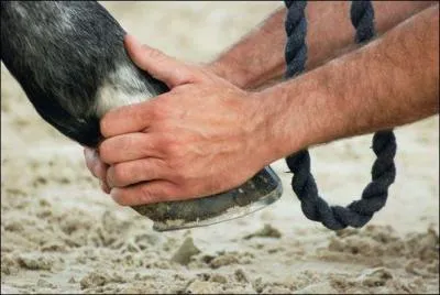 Ensuite, pouvez-vous me dire ce qu'est la salmonellose chez le cheval ou le poney ?