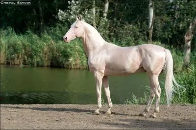 Qu'est-ce que le surmenage chez le cheval ou le poney ?