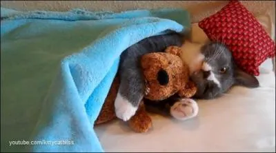 De ces trois groupes musicaux, lequel a chant  Le Chat  ?