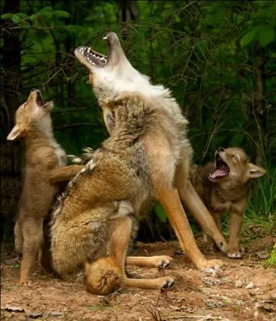 O peut-on entendre hurler un coyote ?