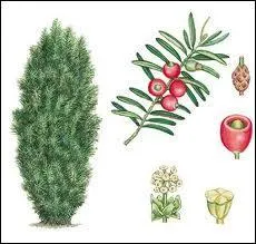 Combien doit-on tre pour devenir un mythe de la mythologie, fils d'Eole ?