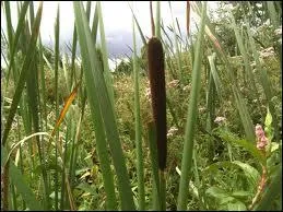 Combien sommes-nous pour tre connus pour notre moutarde ?